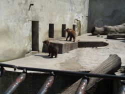 V ZOO